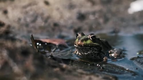 Grüner Frosch in einer schlammigen Pfütze
