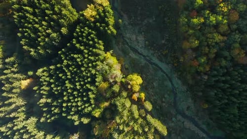 Aerial View On Colorful Conifers On A Sunny Day Of Autumn In Sommerain, Belgium - drone shot
