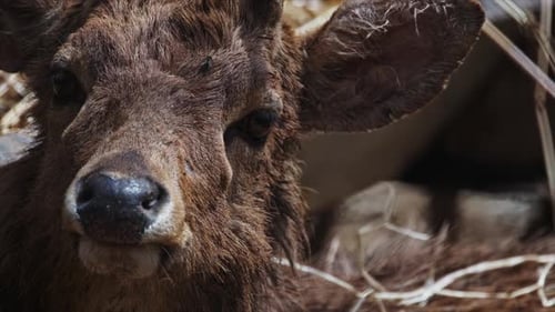 Resting Deer Face Close-Up in Nature