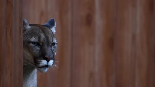 Beautiful Canadian Cougar Puma Concolor Hunting in Wildlife at Canada Forest in Morning Sun Rays
