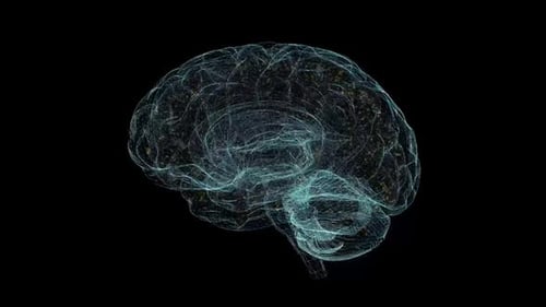 3D Digital Brain Wireframe with Neural Network Rotation