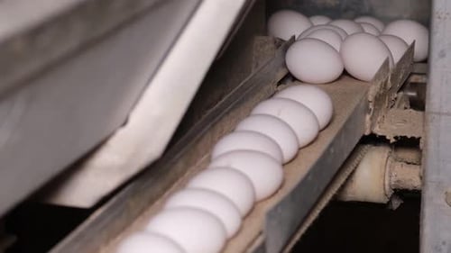 Eggs In The Egg Factory