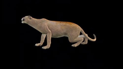 Animated 3D Cougar Roaring with Alpha Channel