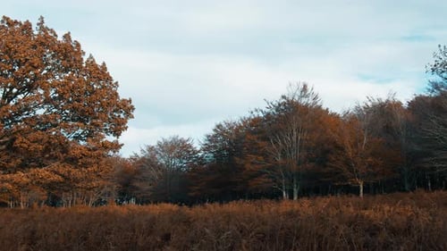 Morning In The Woods During Autumn