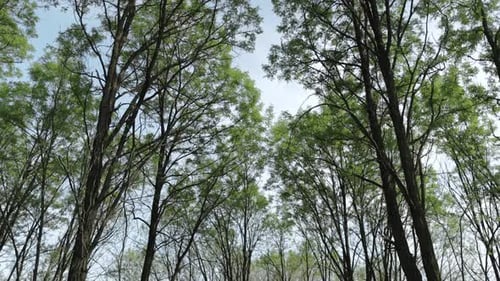 Camera Looks Up and Moves Slowly Under Green Trees in Spring Time Tree Branches and Leaves Against