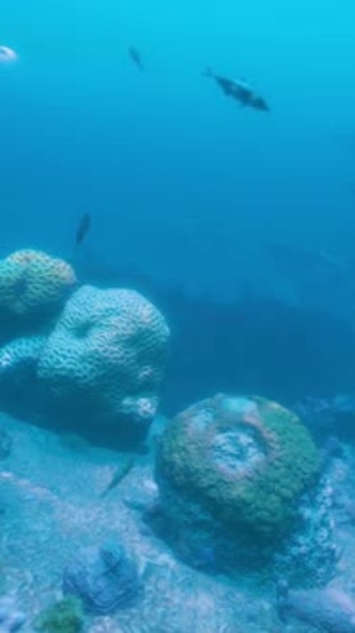A Group of Fish Swimming Over a Coral Reef