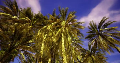 Swaying Tropical Palm Trees Against a Blue Sky Loop