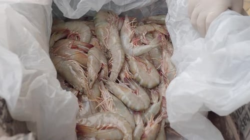 Raw Shrimp Being Sorted into Container