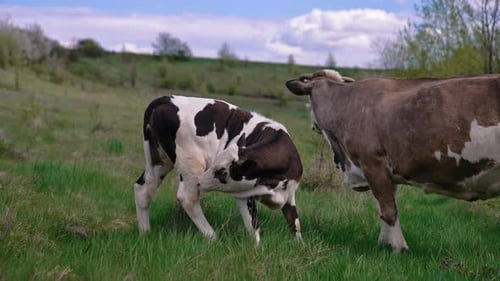 Close up view of grazing attractive cow at field. Herd of cows walking on the field