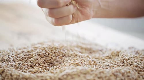 Hand Sifting and Examining Pile of Grain Seeds