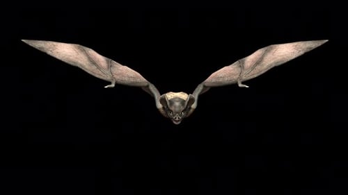 Realistic 3D Flying Bat Animation Loop