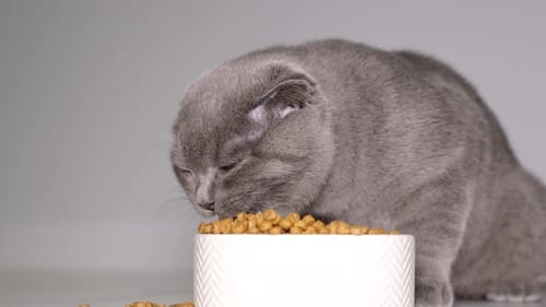 Gray Cat Eating Food from a Bowl