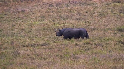 Eine Weitwinkelaufnahme eines seltenen, vom Aussterben bedrohten Breitmaulnashorns, das sich in die weite Savanne von Ngorongoro wagt