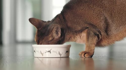 Close Up Shot of Brown Adorable Abyssinian Cat