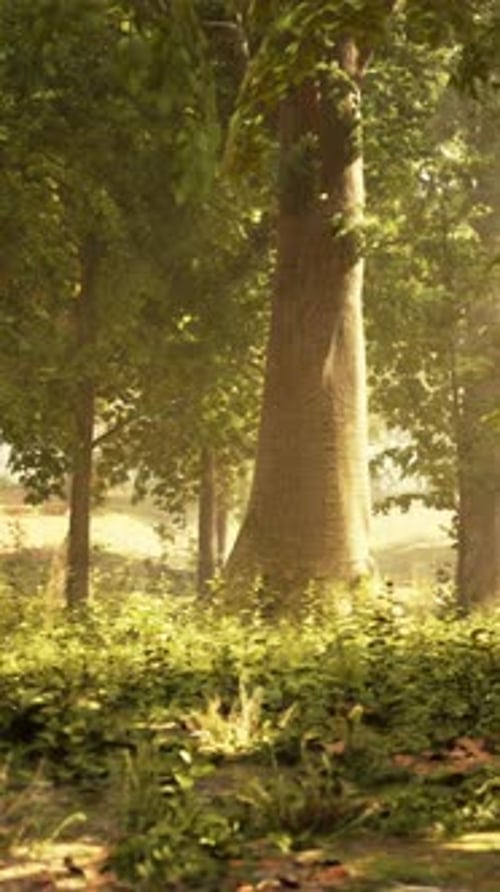 Sunlight Streaming Through the Trees in a Dense Forest