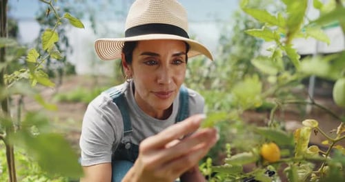 Woman Carefully Inspecting Tomato Plants in Greenhouse