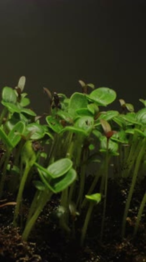 Fresh Green Seedlings Sprouting and Growing