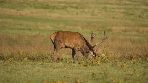 Rothirsche grasen friedlich auf offener Wiese, umgeben von Sonnenlicht. Majestätischer Hirsch ernährt sich von frischen Früchten