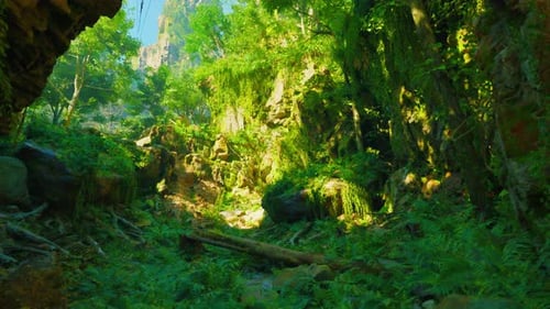 A Lush Green Forest Filled with Lots of Trees