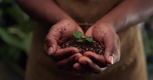Hands, soil and person with plant for growth, sustainability or ecology for eco friendly