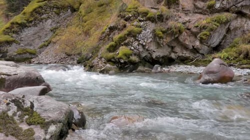 Gebirgsfluss und Tannen