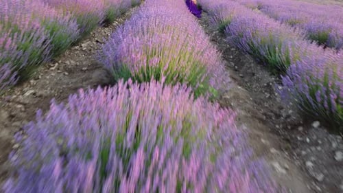 Aerial Lavender Fields