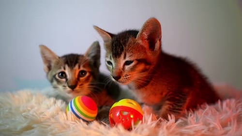 Zwei Katzen in heiterem, bezauberndem Licht