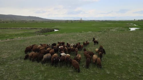 Gruppe von Schafen