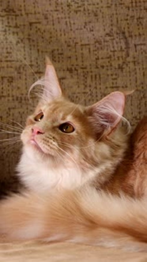 Playful Cream Cat Yawns and Swats Toy