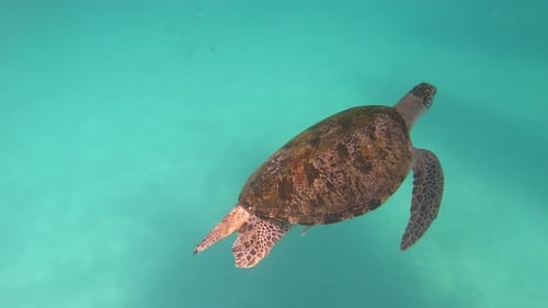 Eine Schildkröte mit drei Beinen wird mit einer Schildkröte mit vier Beinen gekreuzt.