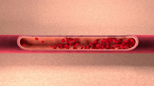 3D Animation of Red Blood Cells Flowing Through a Blood Vessel