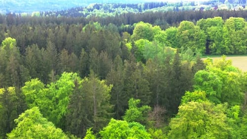 drone fly over forest and fields in summer 4k