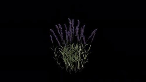 Lavender Plant blowing in the wind. Animated Flowering Plant. Alpha Channel. Loop Animation