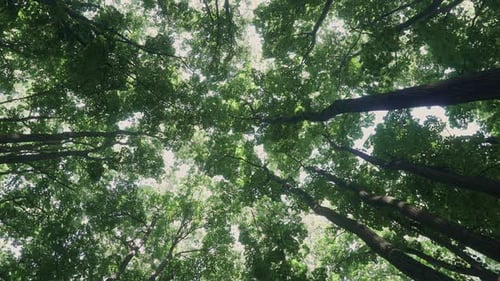 Walking Through Dense Forest Path