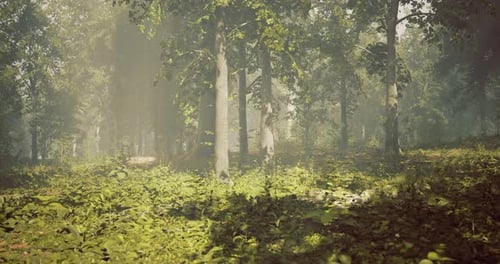 Lush Green Forest with Sunlight Filtering Through Tall Trees in Afternoon