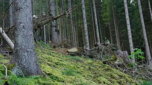 A mountain biker rides underneath a fallen stump
