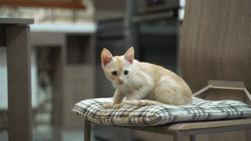 Close Up of Playful Red Kitten Laying on a Chair