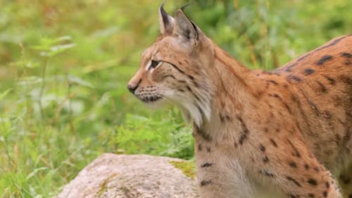 The Eurasian lynx (Lynx lynx) in the forest.