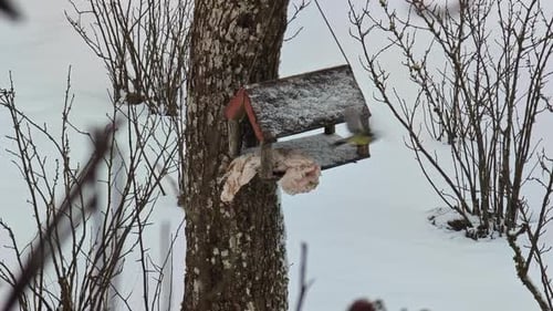 Colorful tit bird enjoying food in feeder during cold winter, static view