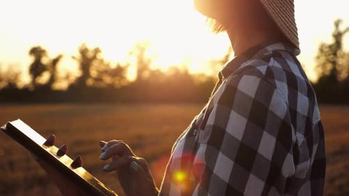 Female Agronomist Using Digital Tablet at Wheat Meadow at Dusk Farmer Monitoring Harvest at Barley