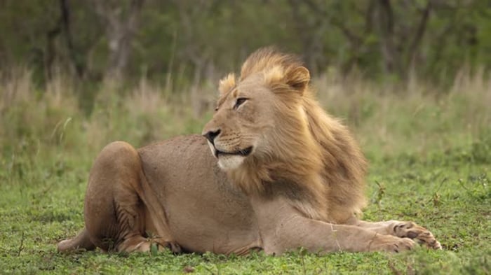 Adult male African Lion with mohawk mane sitting on windy savanna ...
