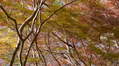 Stunning fall color forest with trees waving in windy forest
