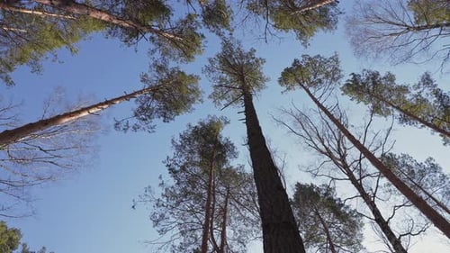 Tall Trees Against a Blue Sky