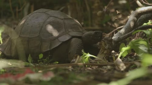 M. T, la tortue géante des Galapagos, sur l'île de Pitcairn, a décidé de partir.