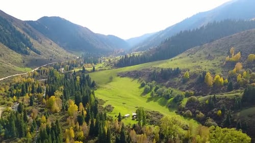 Aerial view of meadow with fir trees