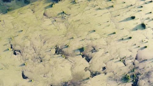 Überwachsener grüner Teich