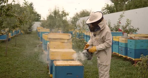 Bee Keeper Dressed in Protective Suit and Gloves Using a Smoker