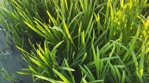 The Grass By The Shore At Sunset