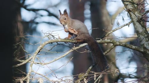 Wild squirrel climbing in tree sitting on the branch