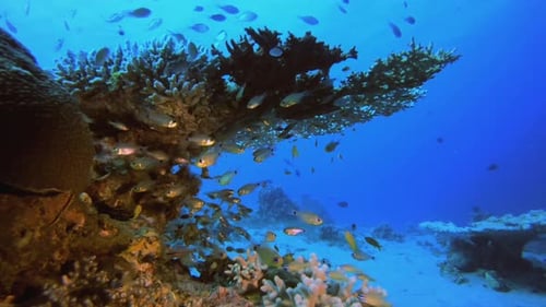Underwater Scene Coral Reef